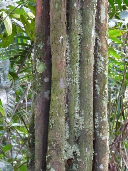 bois côte noir, galbas