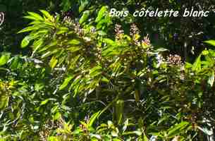 bois cotelette, arbre, trace 36 mois, basse terre, guadeloupe