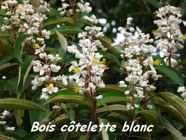 Bois Côtelette blanc, galbas