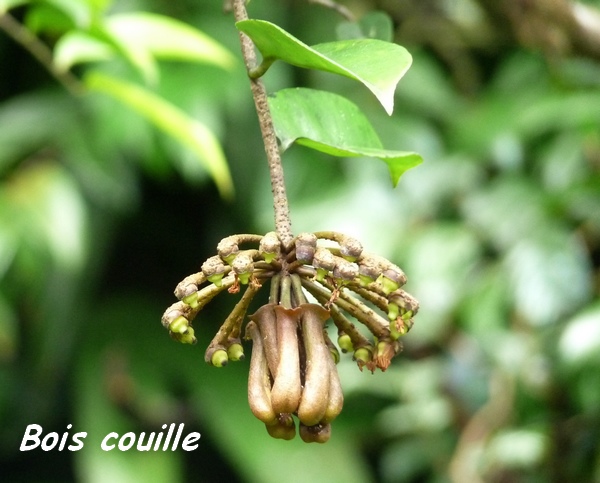 Bois couilles, Macgravia umbellata, tete allègre, basse terre nord, guadeloupe