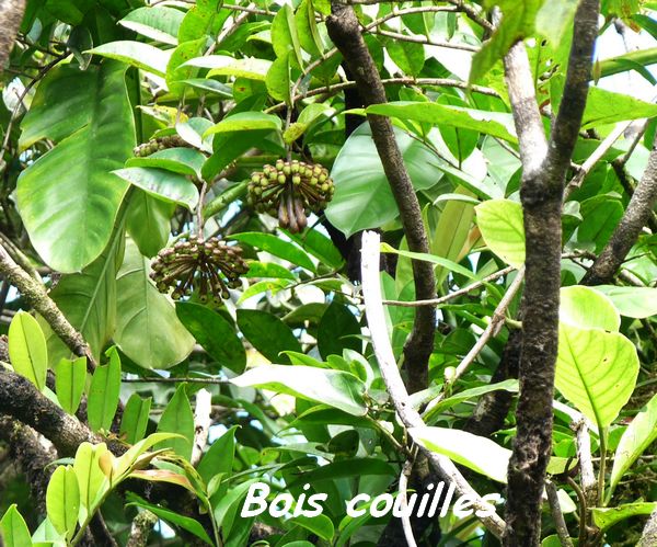 Bois couilles, Macgravia umbellata, tete allègre, basse terre nord, guadeloupe