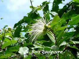 Capparis flexuosa, Grande Pointe