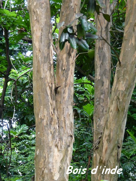 Bois d`inde, Pimenta racemosa, Pointe à Bacchus