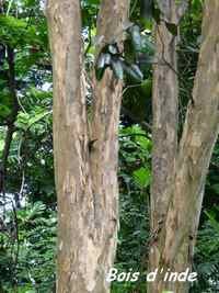 Bois d`inde, Pimenta racemosa, Pointe à Bacchus