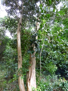 bois d inde arbre tillet Guadeloupe