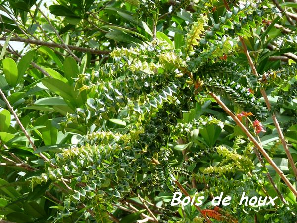 Bois de houx, Comocladia dodonaea, Hauts de Capesterre, M Galante