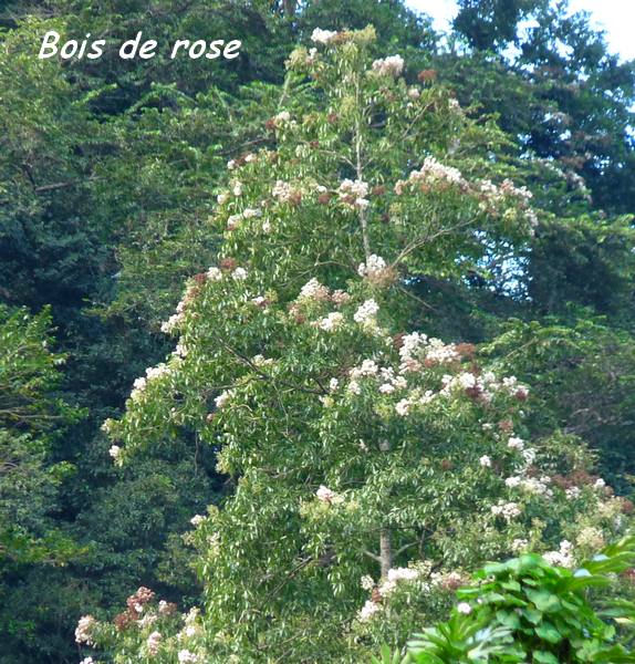 Bois de Rose / Photos - REGEPE, Ressources génétiques de plantes pérennes en  Guyane