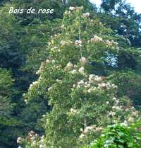 bois de rose, grivelière