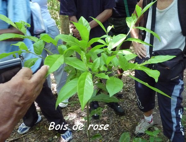 bois de rose L