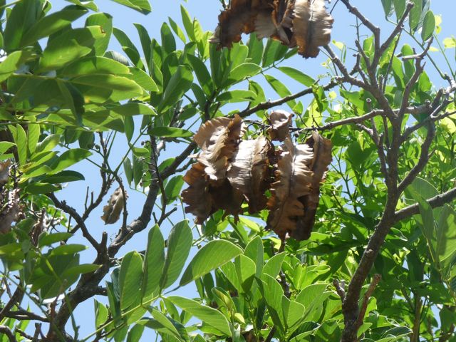 bois enivrage, Piscidia carthagensis, guadeloupe