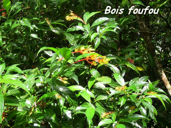 Palicourea crocea, Bois foufou, Piton de Bouillante L