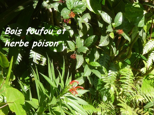 bois foufou herbe poison, tete allegre, baille argent, guadeloupe