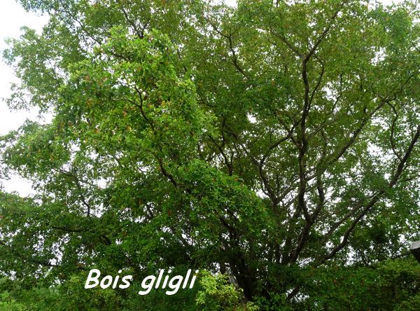 bois gligli, poyen L