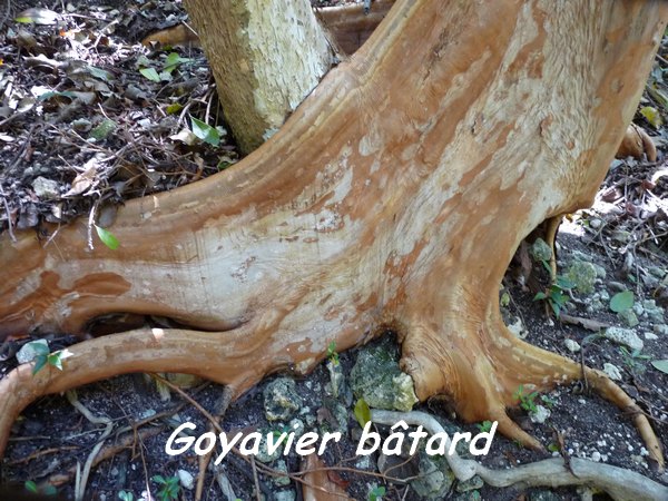 bois goyavier batard, désirade L