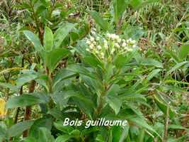 bois guillaume, arbuste, soufrière , guadeloupe