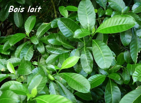 Bois lait, Tabernaemontana citrifolia, arbuste, Pointe à Bacchus