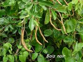 Bois noir, Capparis cynophallophora, Gros morne, Deshaies