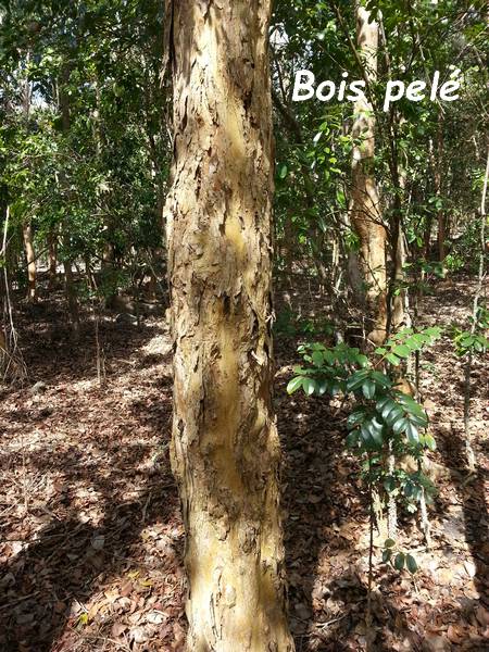 bois pelé, terre de bas, Guadeloupe