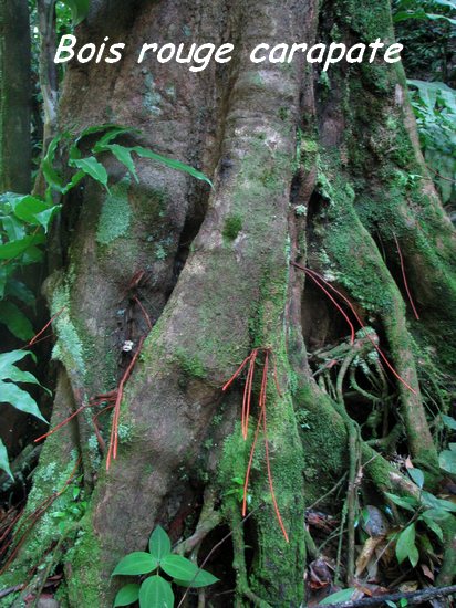 bois rouge carapateL