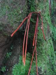 racines bois rouge carapate, arbre, bras de fort, goyave, guadeloupe