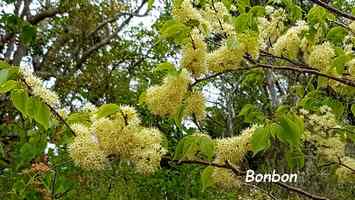 bonbon arbre terre de bas 