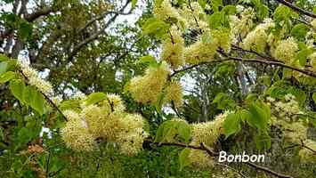 bonbon arbre terre de bas 