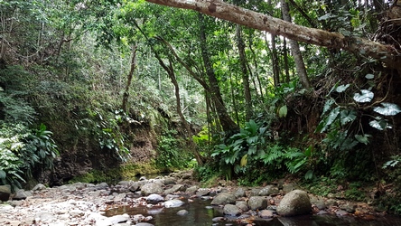 bord de rivière bras de fort goyave guadeloupe