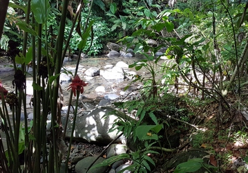 bord de la moustique petit bourg guadeloupe