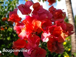 bougainvillier arbuste Guadeloupe