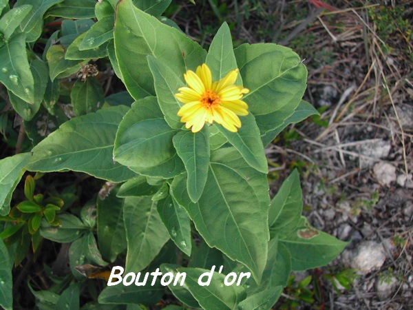 Bouton d`or, Wedelia calcina, Désirade