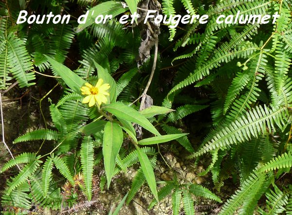 Bouton d`or, Wedelia calcina, Contrebandiers, guadeloupe