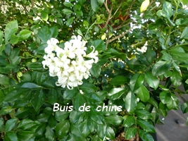 Buis de chine arbuste guadeloupe