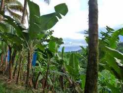 vue, balade, saut matouba, basse terre, guadeloupe, antilles