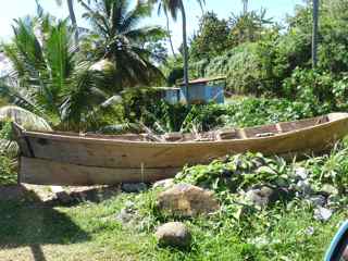  arbre barque foret hygrophile antilles