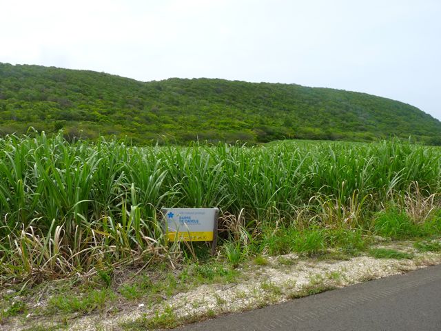 barre de cadoue foret seche grande terre guadeloupe