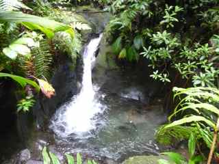 balade grosse corde bassin haut foret humide guadeloupe