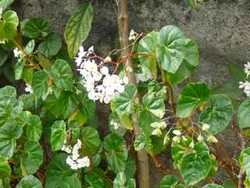 fleur, balade, saut matouba, basse terre, guadeloupe, antilles