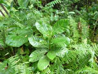 bois bandé, marbri, arbre foret humide, écosystème tropical