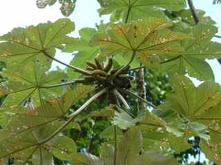 Bois canon, Cecropia schreberiana, arbre foret tropicale humide antilles