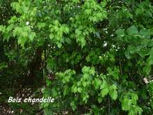 arbuste foret seche, ecosysteme tropival, guadeloupe, antilles