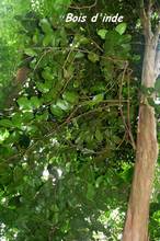 arbre foret seche, ecosysteme tropical, guadeloupe, antilles