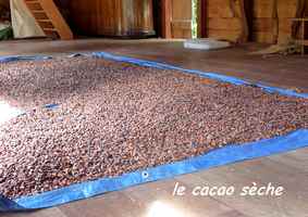 le cacao sèche grivelière