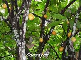 cacaoyer jardins guadeloupe