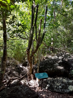 cactus cierge malendure bouillante guadeloupe