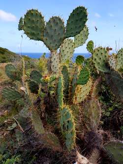 cactus falaises anse bertrand Guadeloupe
