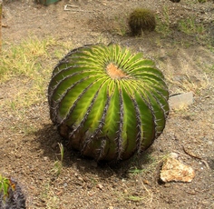 cactus terre de haut guadeloupe