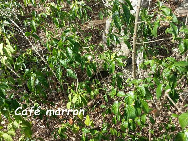 café marron, terre de bas, Guadeloupe