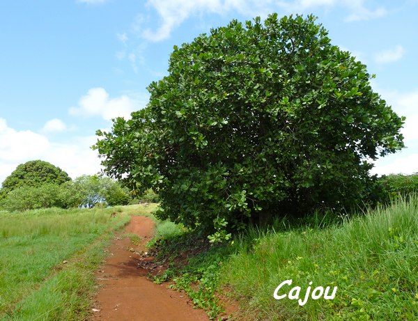 Cajou, Anacardium occidentale, Pointe à Bacchus