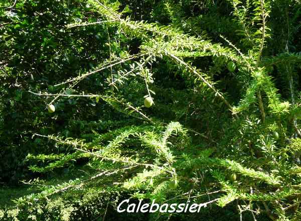 calebassier, Crescentia cujete, arbre, Trace du Prince, guadeloupe