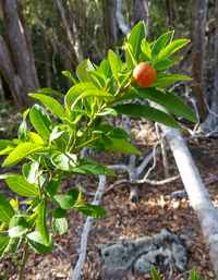 calebasse a diable terre de bas guadeloupe